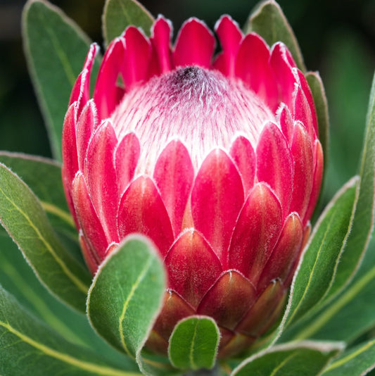 Protea 32*000