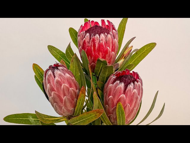 Protea 32*000